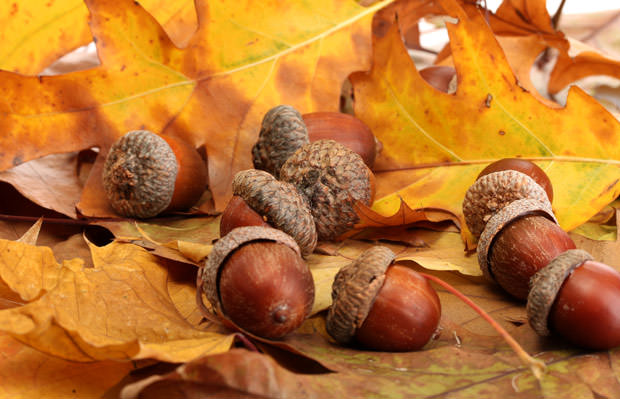 bigstock-brown-acorns-on-autumn-leaves--38972995