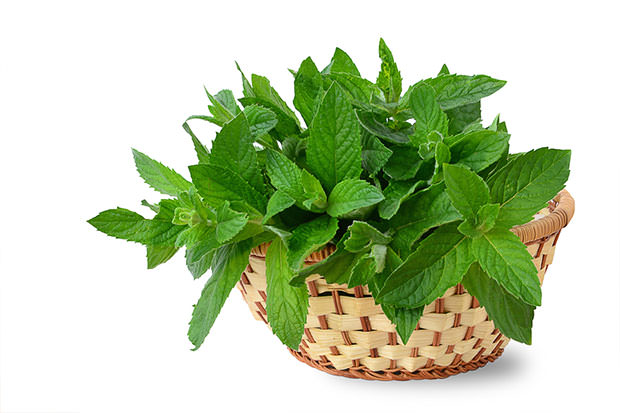 bigstock-Mint-Leaves-47892566