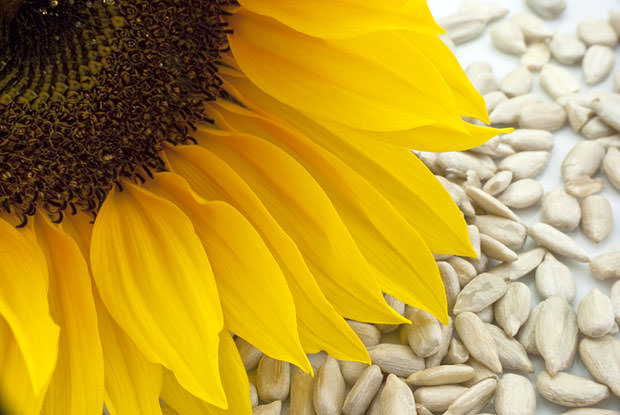 bigstock-Sunflower-With-Seeds--Closeup-5109517