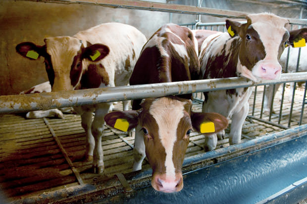 bigstock-indoor-cows-in-factory-farming-15618881