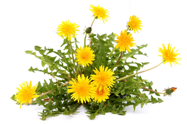 bigstock-Dandelion-7670623