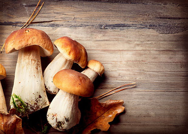 bigstock-Mushroom-Boletus-over-Wooden-B-51328441