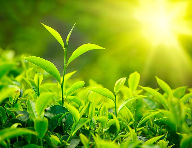 bigstock-Green-tea-bud-and-leaves-Tea--26339039