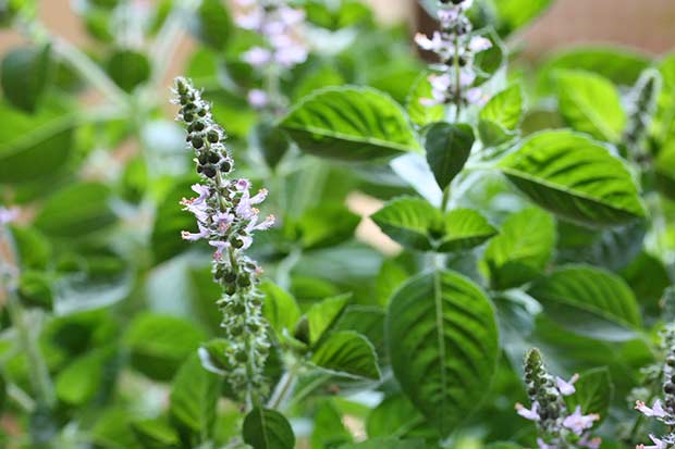 bigstock-Holy-basil-flowers-26004884