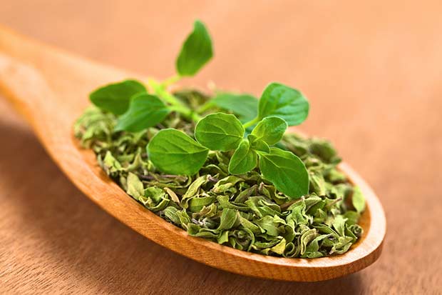 bigstock-Oregano-36977914