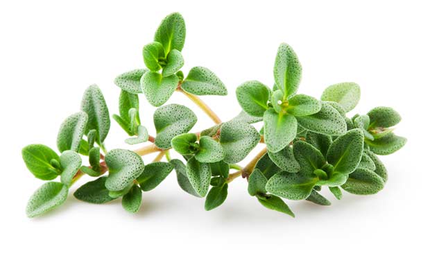 bigstock-Thyme-Isolated-On-White-Backgr-53229979