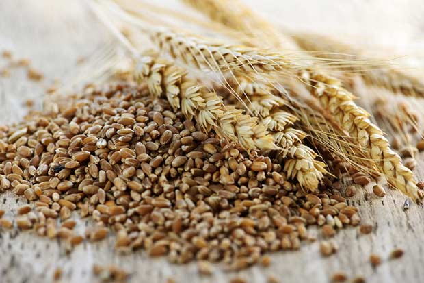 bigstock-Whole-Grain-Wheat-Kernels-Clos-7343775