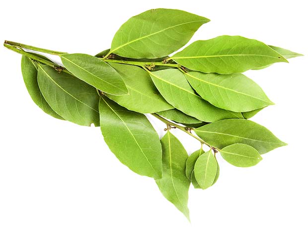 bigstock-branch-of-laurel-bay-leaves-i-22398461