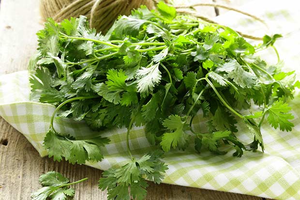 bigstock-bunch-of-fresh-green-coriander-48307784