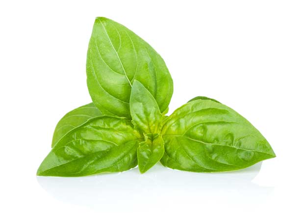 bigstock-Fresh-basil-Isolated-on-white-53021497