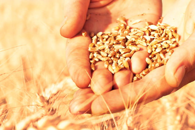 Wheat in woman's hands